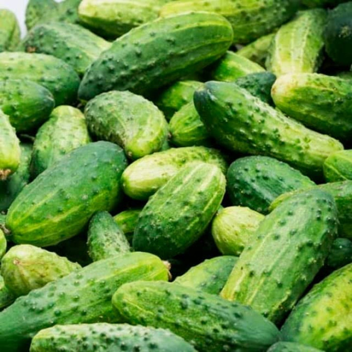 Семена инкрустированного огурца Рацибор F1 5 г