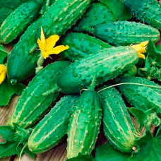 Насіння інкрустованого огірка Сремський F1 5 г