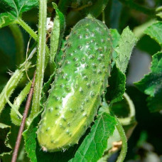 Насіння інкрустованого огірка Тітус F1