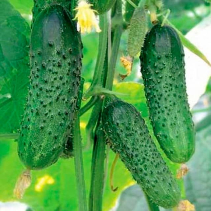 Насіння інкрустованого огірка Цезар F1 