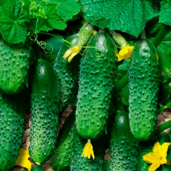 Насіння інкрустованого огірка Цезар F1 