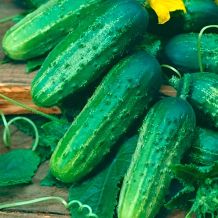 Насіння інкрустованого огірка Цезар F1 