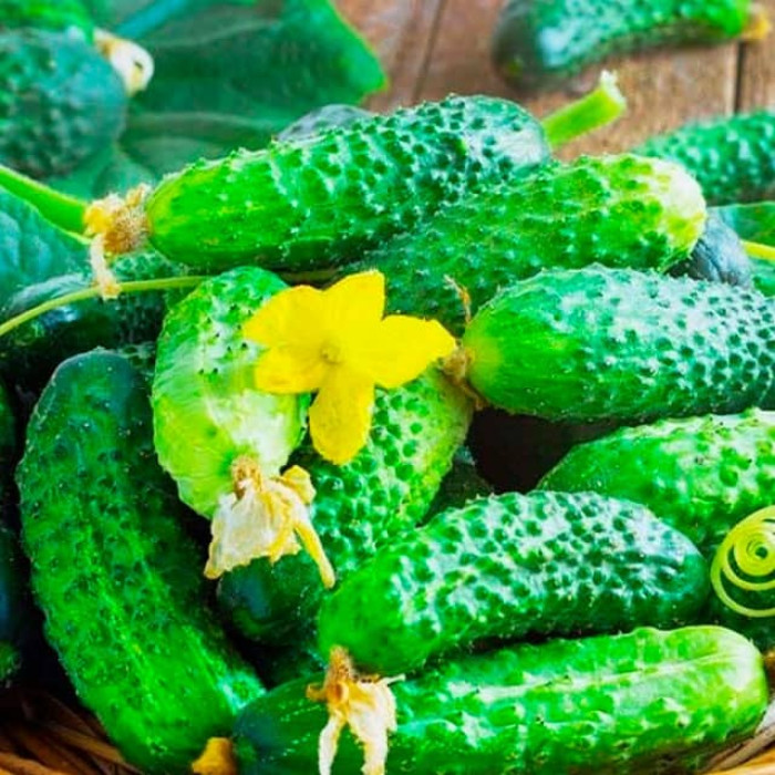 Насіння інкрустованого огірка Цезар F1 