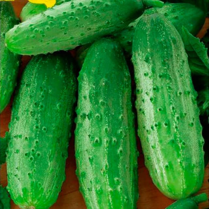 Насіння інкрустованого огірка Цезар F1 