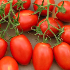 Семена безрассадного томата «Боец» 0,4 г