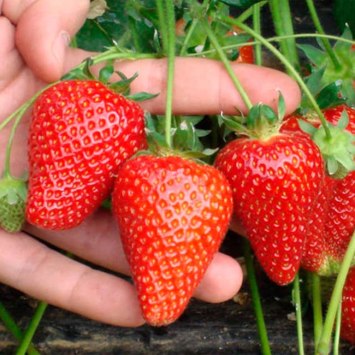 Саженцы ранней клубники «Альба»