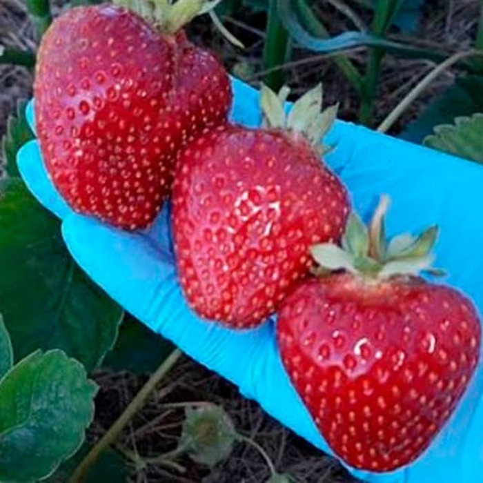 Саджанці ремонтантної полуниці «Смак дитинства»