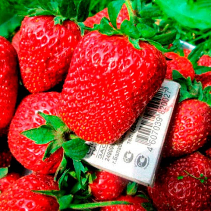 Саджанці ремонтантної полуниці «Альбіон»