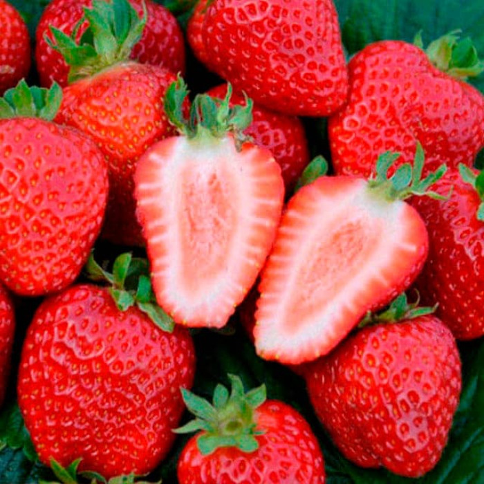 Саджанці ремонтантної полуниці «Альбіон»