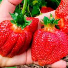 Саджанці великоплідної полуниці «Гігантелла»