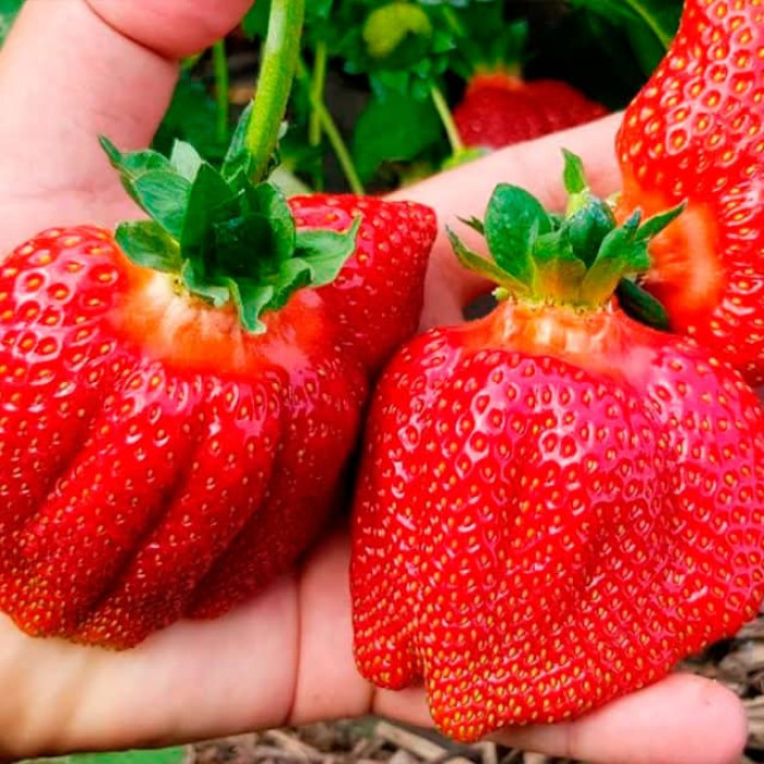 Саджанці великоплідної полуниці «Гігантелла»