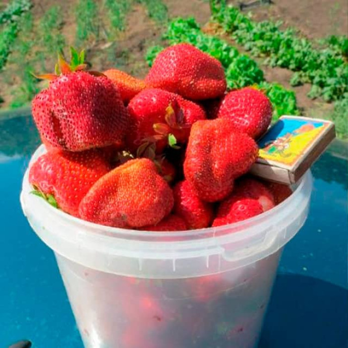 Саджанці великоплідної полуниці «Гігантелла»