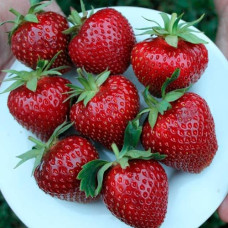 Саджанці пізньої полуниці «Мальвіна»