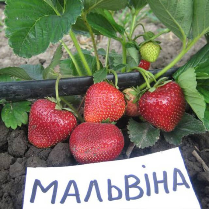 Саджанці пізньої полуниці «Мальвіна»