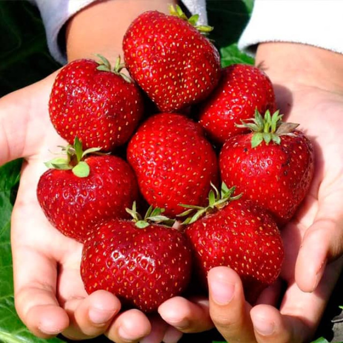 Саджанці пізньої полуниці «Мальвіна»