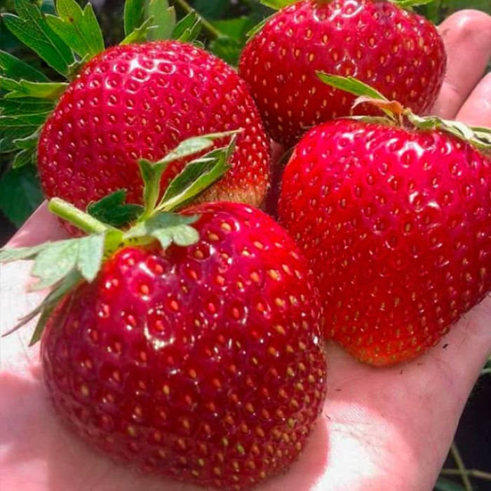 Саджанці пізньої полуниці «Мальвіна»