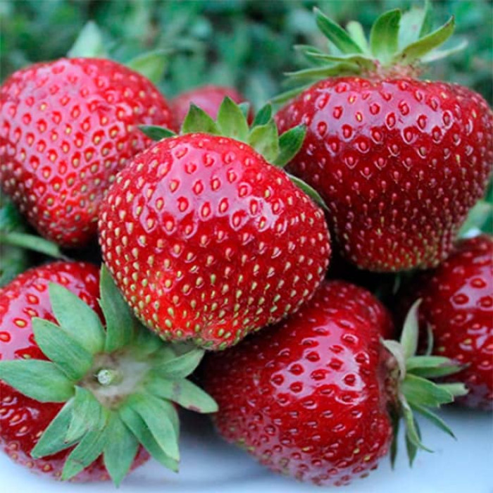 Саджанці пізньої полуниці «Мальвіна»