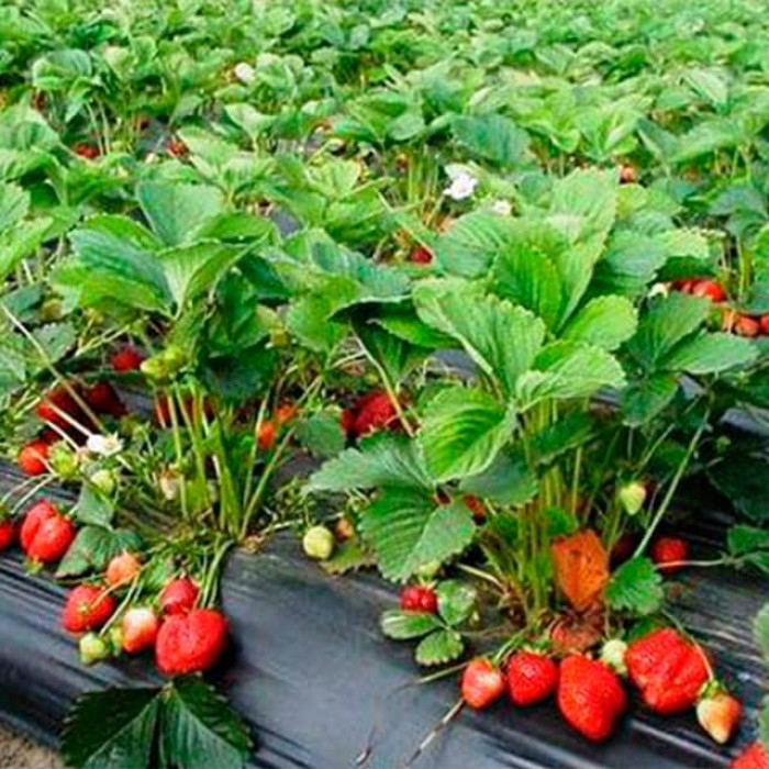 Саджанці ремонтантної полуниці  «Паст'єра»