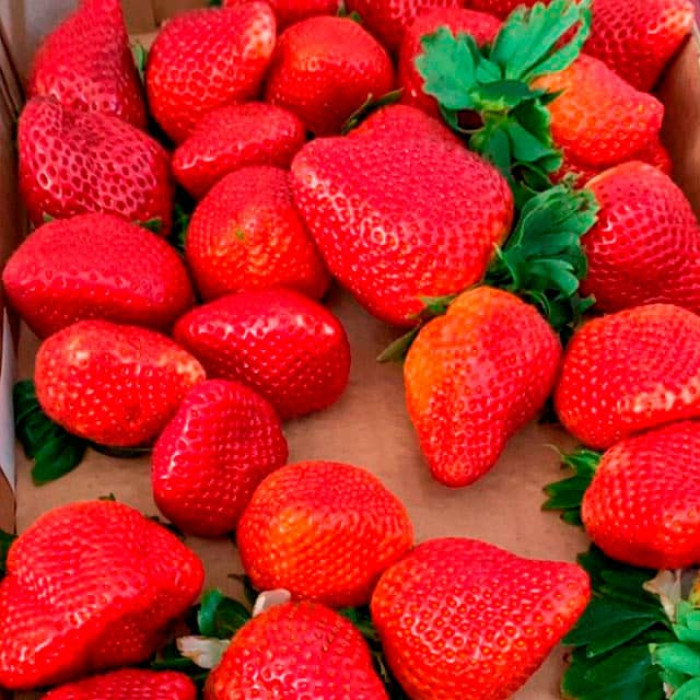 Саджанці ремонтантної полуниці  «Паст'єра»