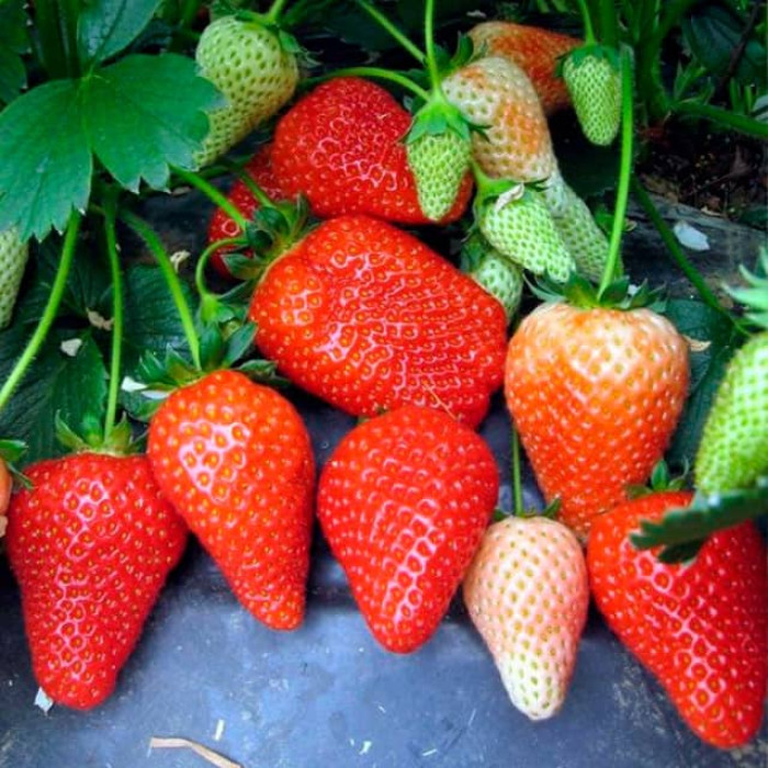 Саджанці ремонтантної полуниці «Медовий смак»