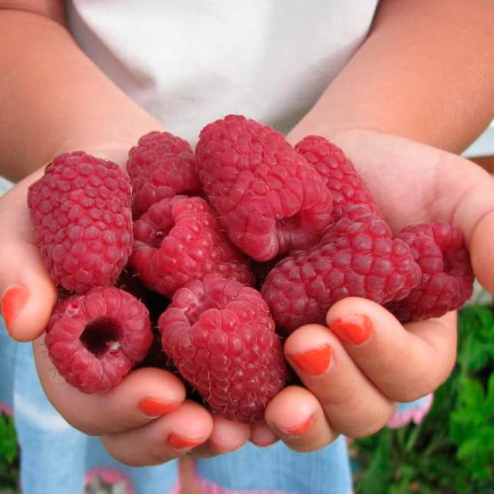 Саженцы ремонтантной малины «Богатырь»