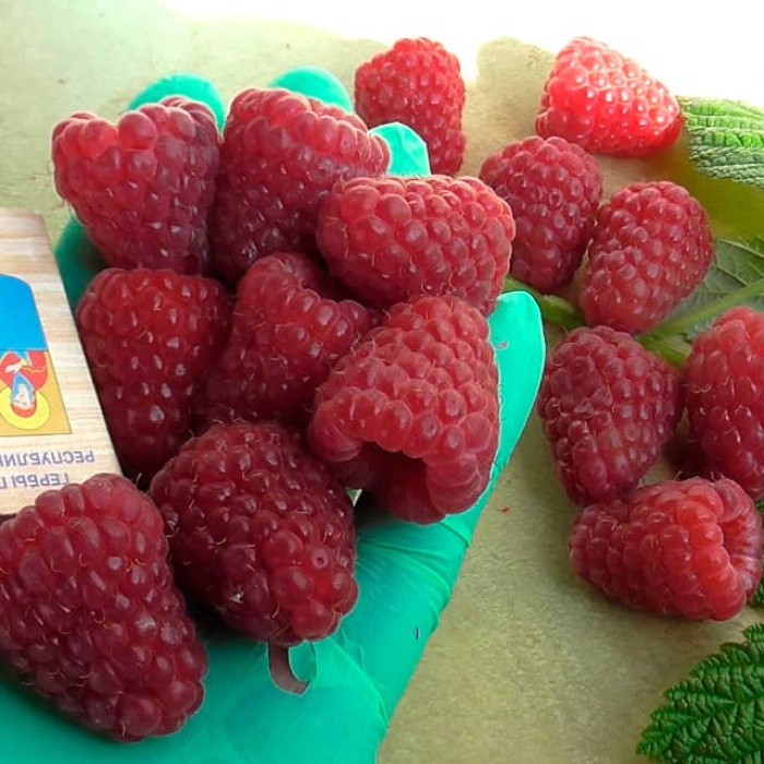 Саженцы ремонтантной малины «Богатырь»