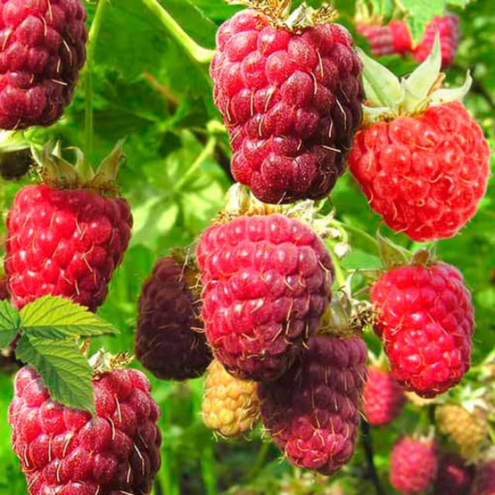 Саженцы ремонтантной малины «Богатырь»