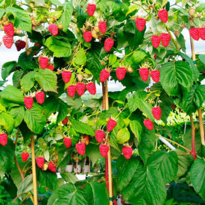 Саженцы ремонтантной малины «Богатырь»