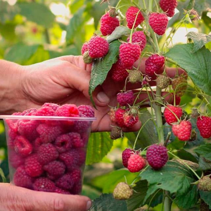 Саженцы ремонтантной малины «Богатырь»