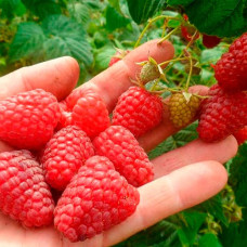 Саженцы ремонтантной малины «Зюгана»