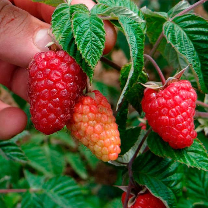 Саженцы ремонтантной малины «Зюгана»