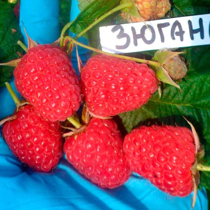 Саженцы ремонтантной малины «Зюгана»