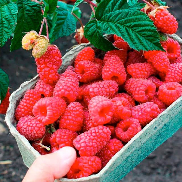 Саженцы ремонтантной малины «Зюгана»