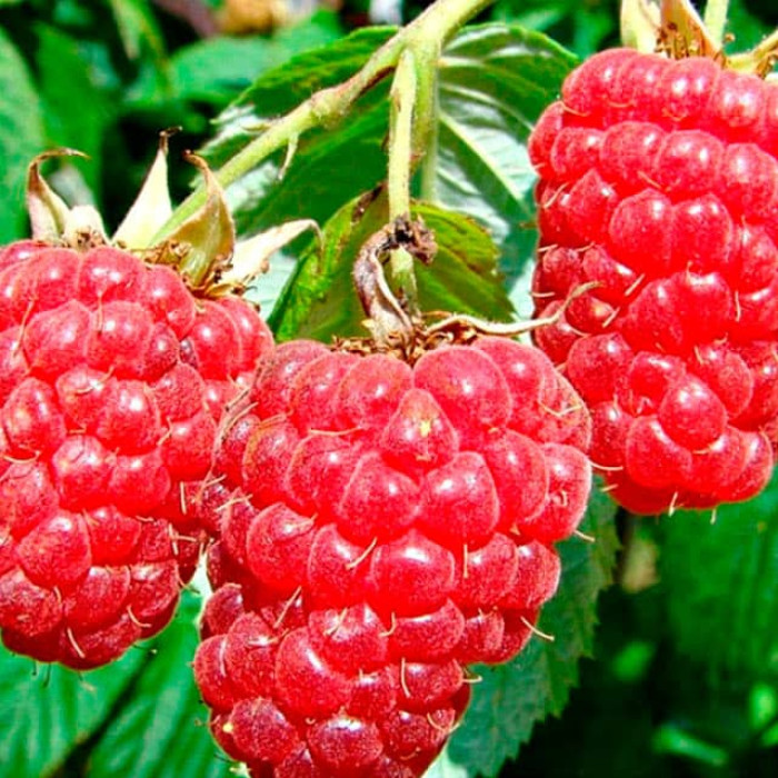 Саженцы ремонтантной малины «Зюгана»