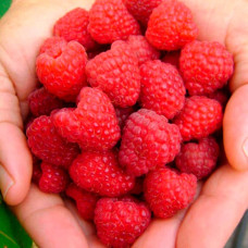 Саженцы ремонтантной малины «Полана»