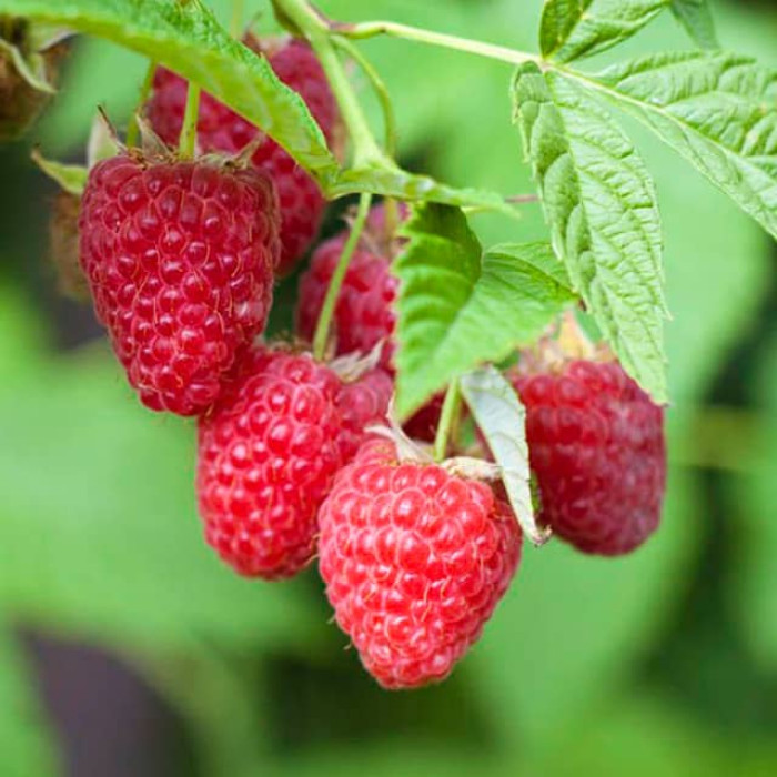 Саженцы ремонтантной малины «Полана»