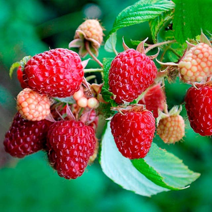 Саженцы ремонтантной малины «Полана»