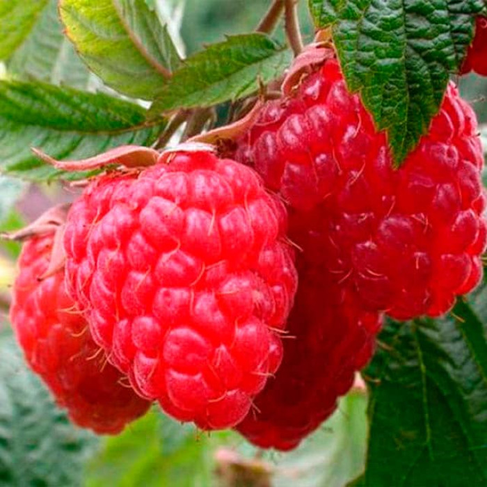 Саженцы ремонтантной малины «Полана»