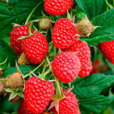 Саженцы ремонтантной малины «Дольчецца»