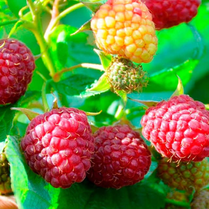 Саженцы ремонтантной малины «Дольчецца»