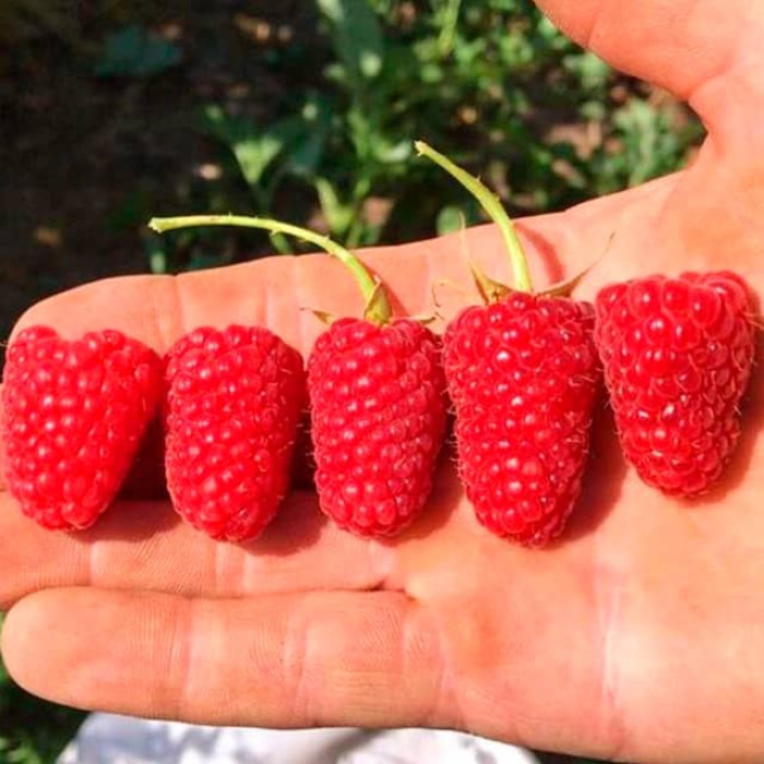 Саженцы ремонтантной малины «Дольчецца»