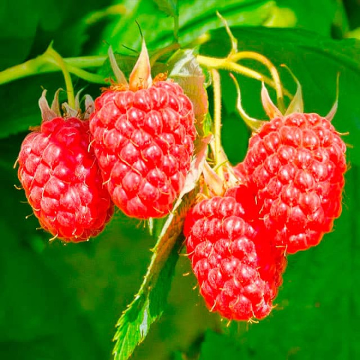 Саженцы ремонтантной малины «Дольчецца»