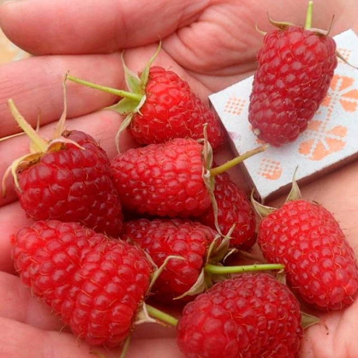 Саженцы малинового дерева «Атлант»