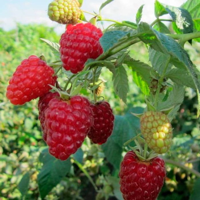 Саженцы малинового дерева «Атлант»