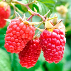 Саджанці середньостиглої малини «Глен Ампл»