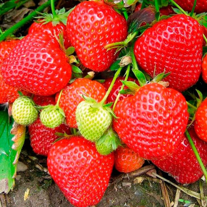 Саджанці ремонтантної полуниці «Альберда»