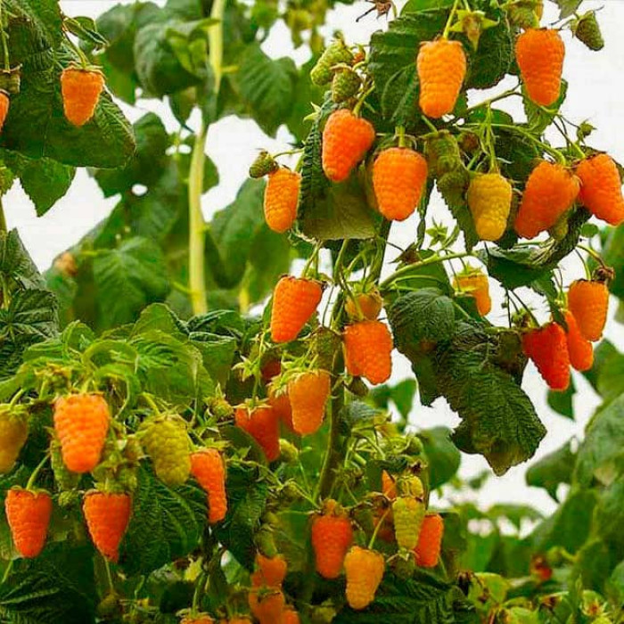 Саженцы малины «Меркурий»