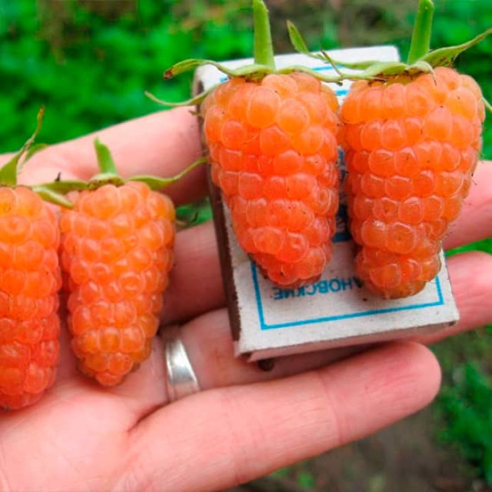 Саженцы малины «Меркурий»