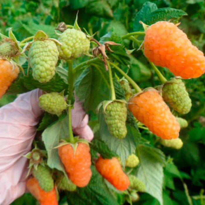 Саженцы малины «Меркурий»