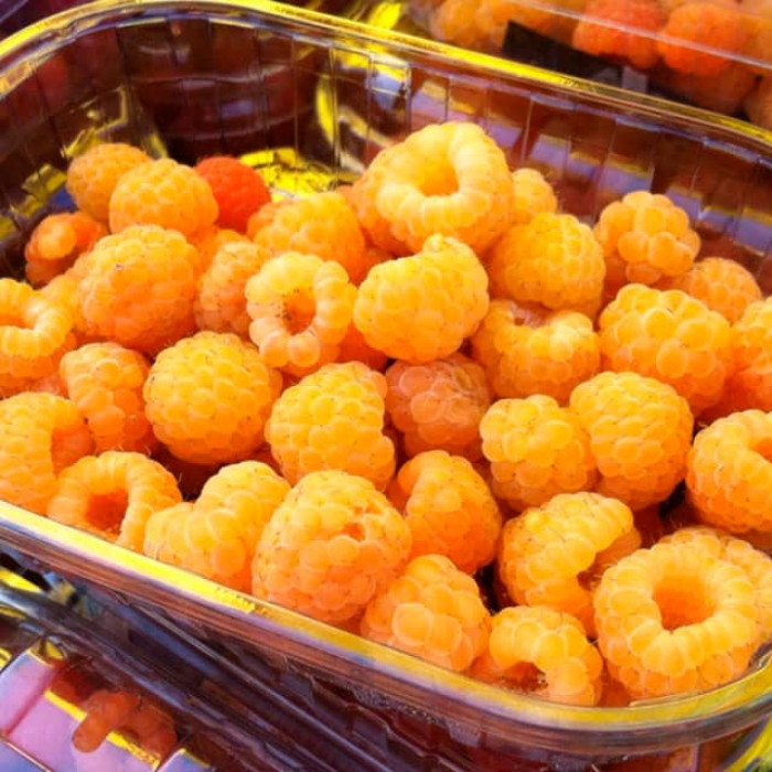 Саженцы малины «Оскар»